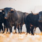 Del encierro exprés a un cartel de altura: estos son los toros que echan el cierre a San Fermin