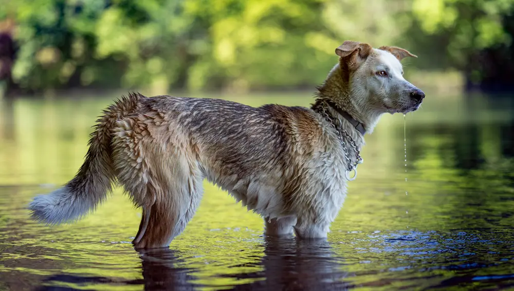Ola de calor: Cuatro consejos para mantener a tus mascotas frescas cuando hace calor