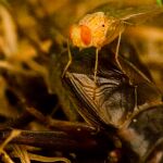 Parece sacada de una película de terror, pero esta mosca es muy real y su forma de poner huevos asusta