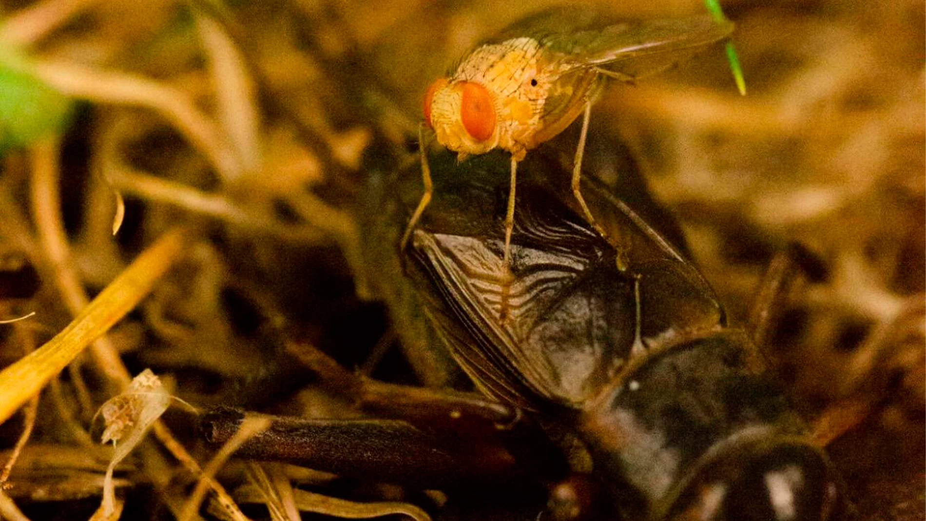 Parece sacada de una película de terror, pero esta mosca es muy real y su forma de poner huevos asusta