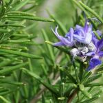 Qué significa que a la planta de romero le crezcan flores y por qué es una buena señal