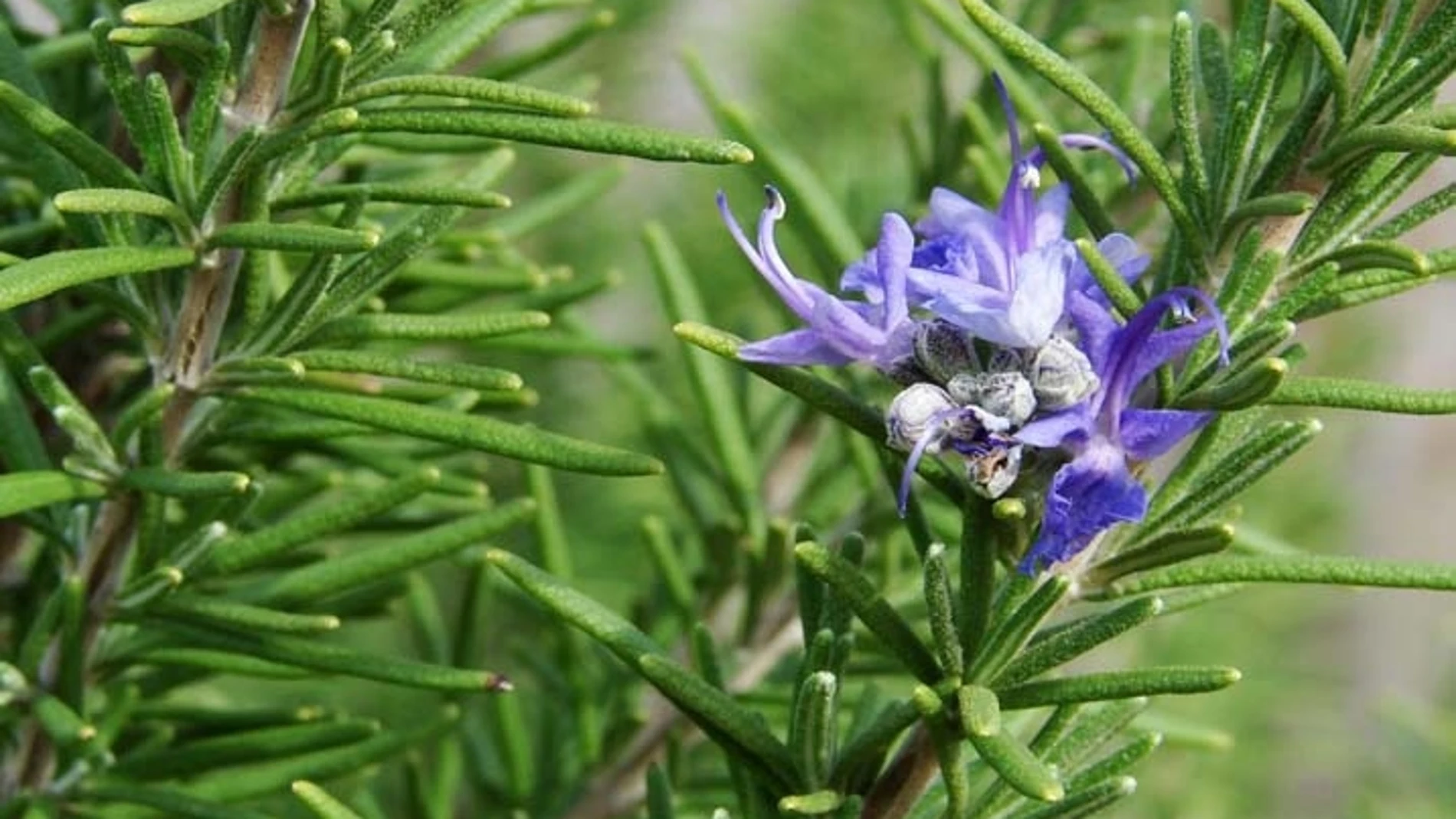 Qué significa que a la planta de romero le crezcan flores y por qué es una buena señal