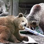 Fuga de película: estos osos escaparon de sus jaulas y se comieron semanas de producción de miel