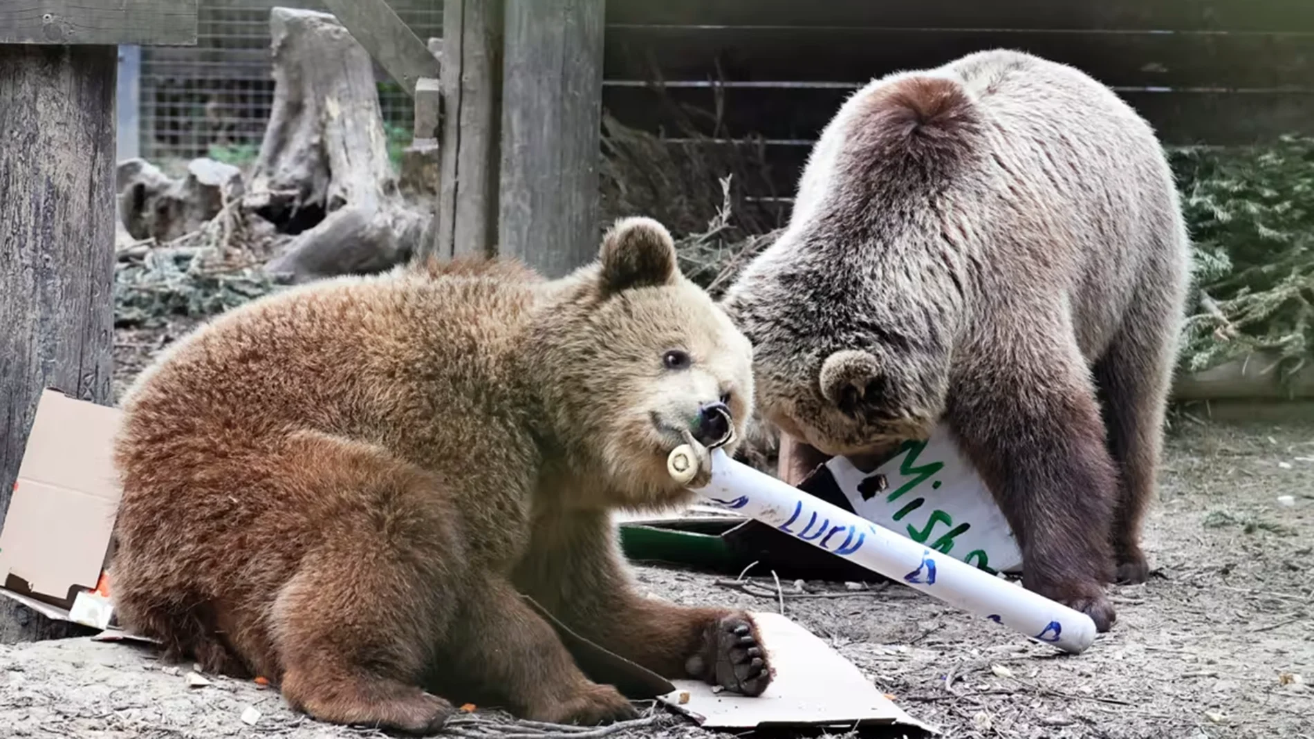 Fuga de película: estos osos escaparon de sus jaulas y se comieron semanas de producción de miel