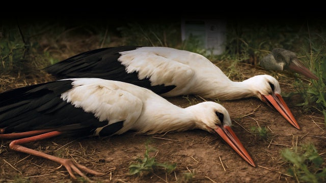 Sustancias prohibidas en 1977 siguen impregnando las plumas de las aves, lo que lleva a la conclusión de que permanecen años en activo