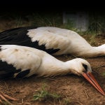 Sustancias prohibidas en 1977 siguen impregnando las plumas de las aves, lo que lleva a la conclusión de que permanecen años en activo
