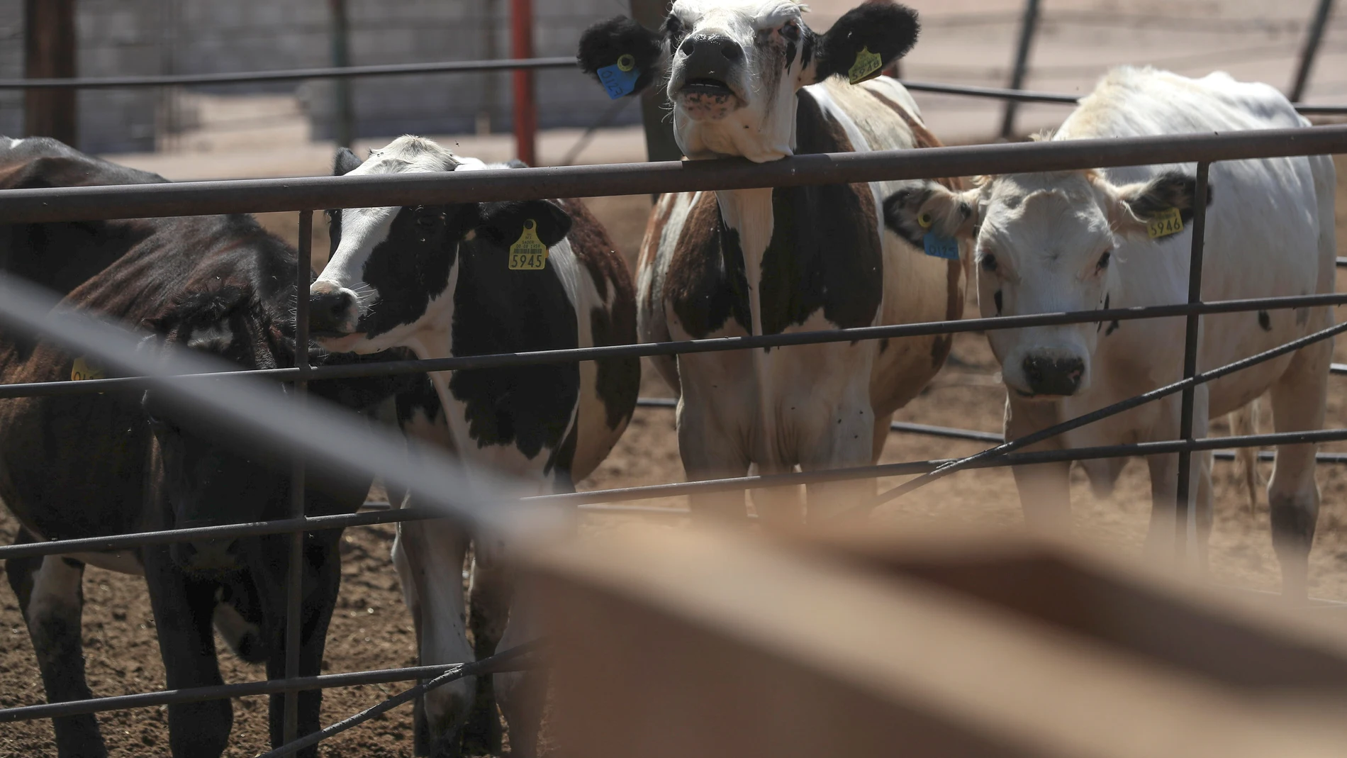 MEX7730. CIUDAD JUÁREZ (MÉXICO), 14/07/2025.- Fotografía de ganado en un negocio de producción de leche y queso este lunes, en Ciudad Juárez (México). El cierre parcial de exportaciones de carne bovina en Estados Unidos provocó un alza en los precios del ganado en el mercado internacional y elevó las cotizaciones de futuros, según el más reciente Resumen Semanal Agroalimentario del Grupo Consultor de Mercados Agrícolas (GCMA). EFE/ Luis Torres
