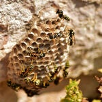 Despídete de las avispas: el remedio sencillo y barato para acabar con el insecto más problemático de tu jardín