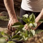 El árbol más fácil y bonito que puedes plantar (y casi nadie lo conoce)
