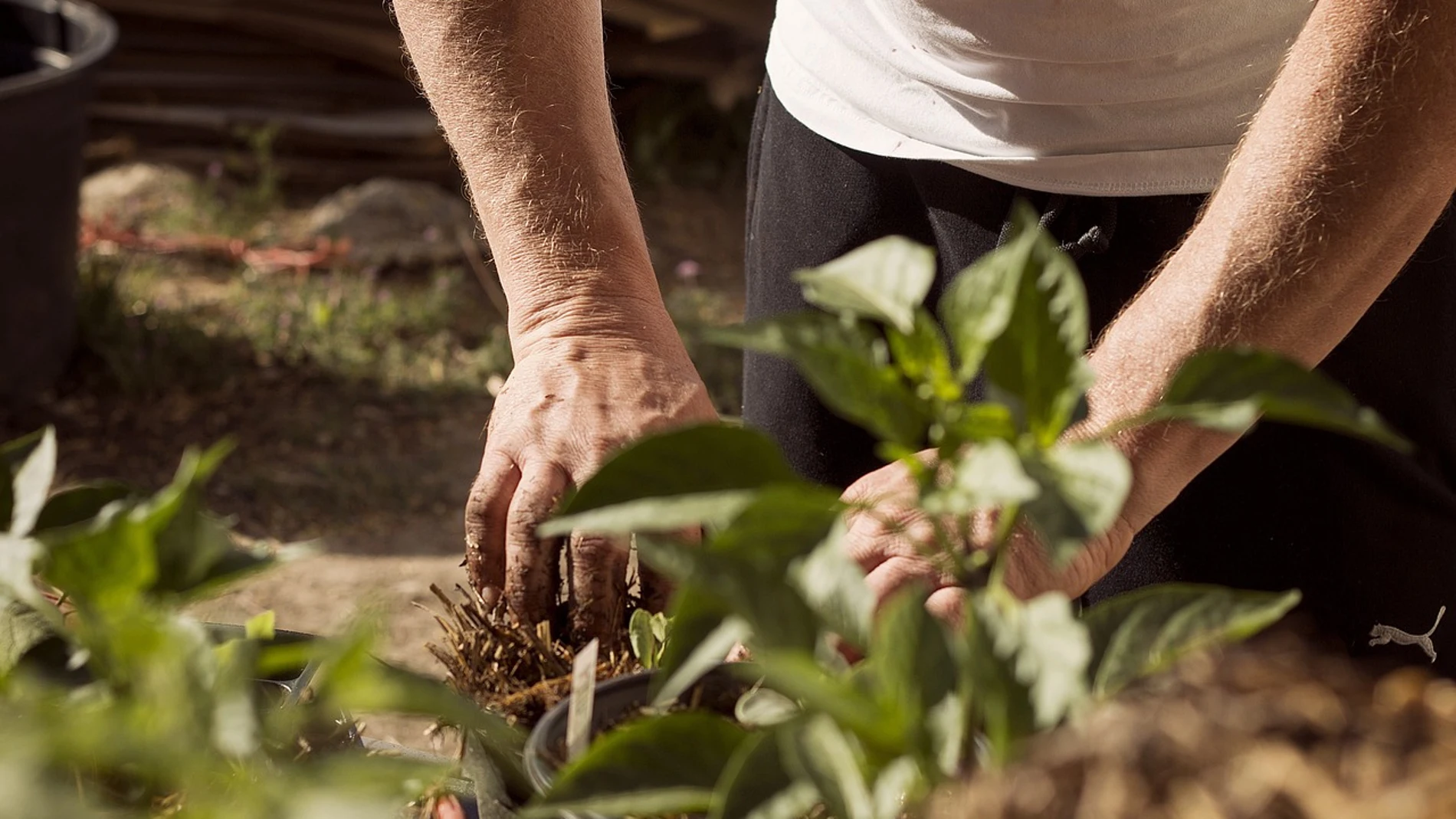 Plantar un arbol
