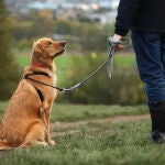 Un perro de paseo con su dueño