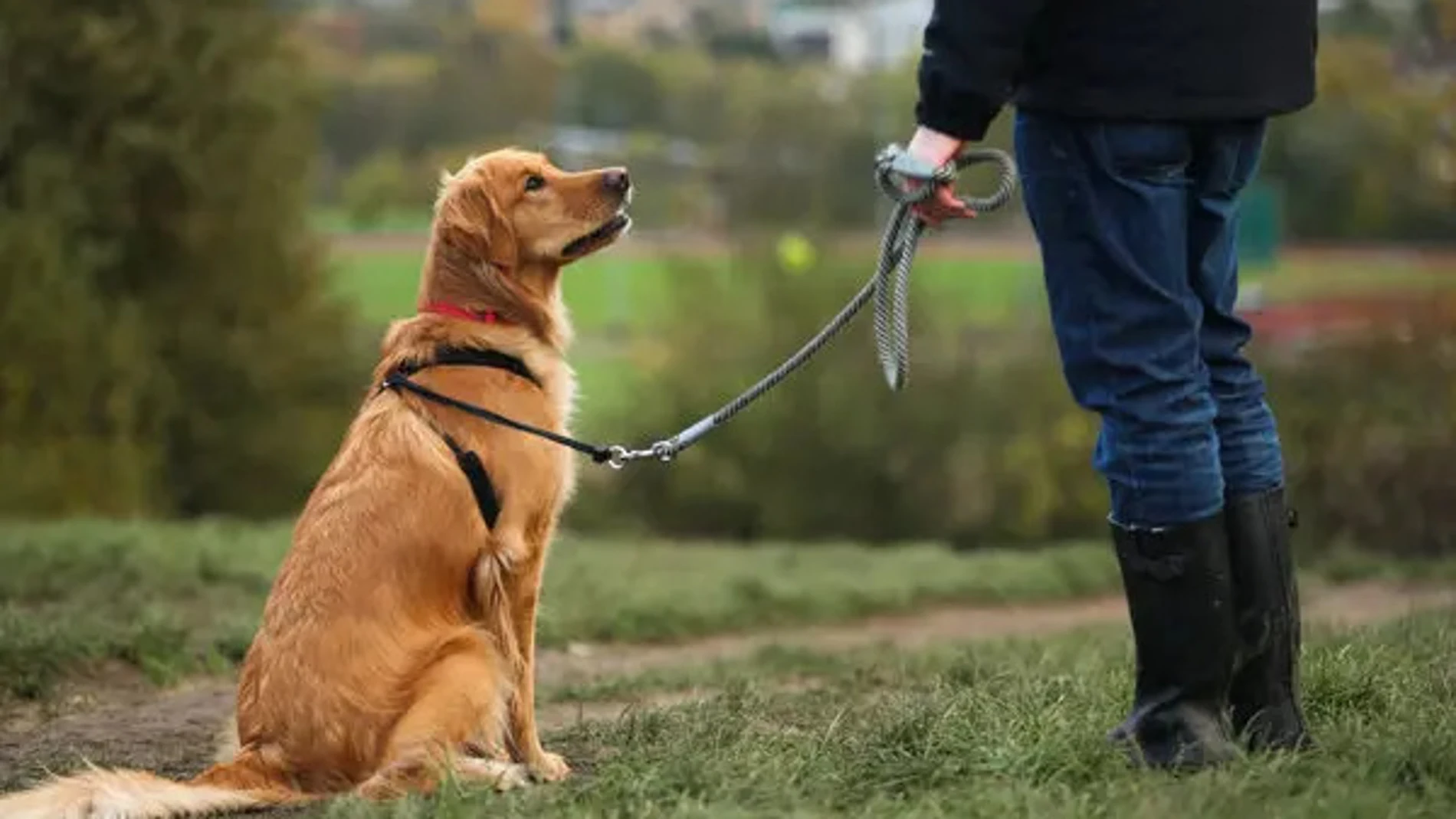 Un perro de paseo con su dueño