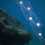 No son medusas: estos son los extraños seres marinos que invaden las costas españolas