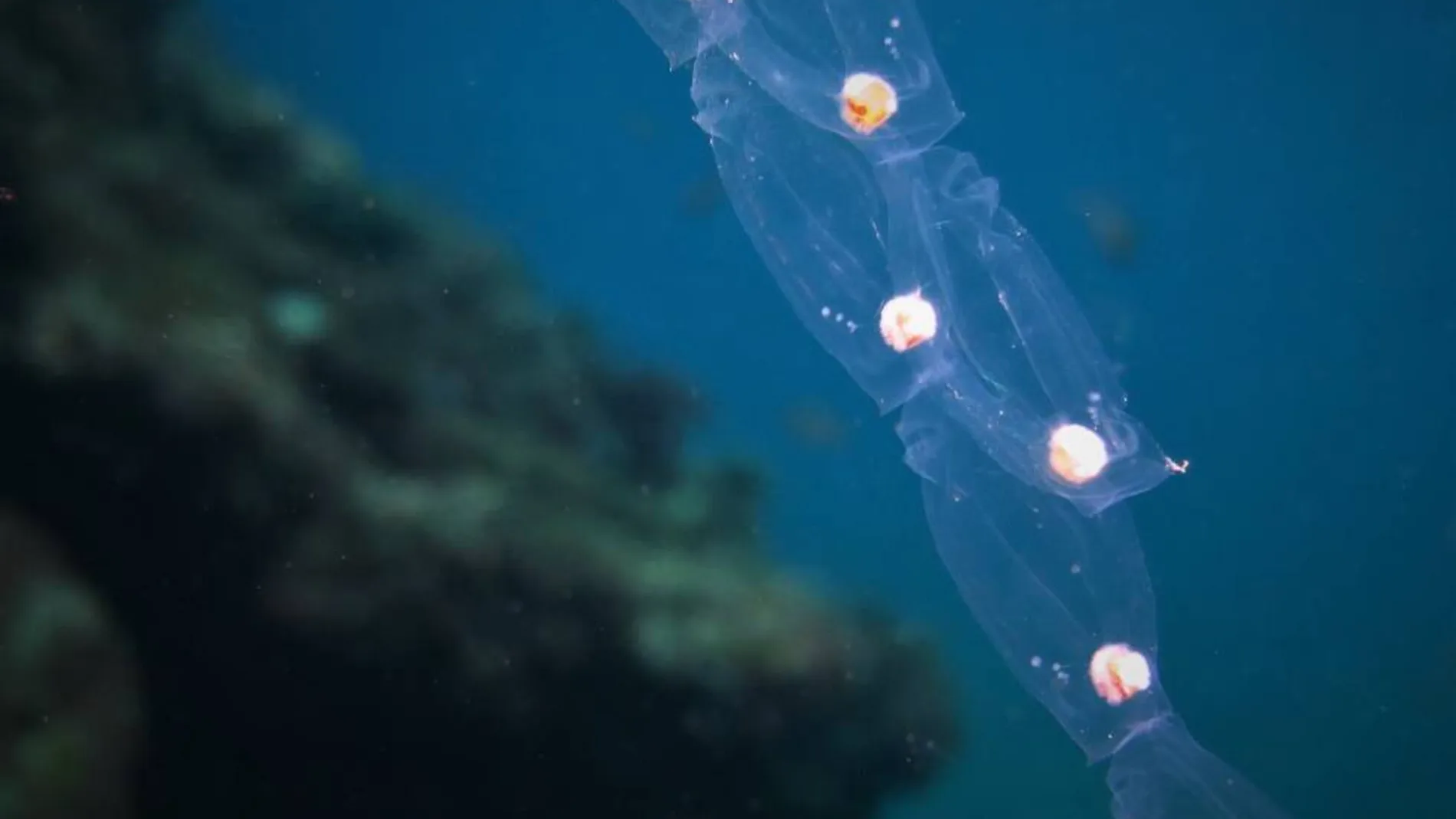 No son medusas: estos son los extraños seres marinos que invaden las costas españolas