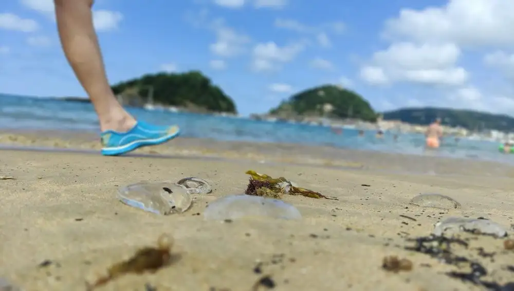 Salpas en una playa.
