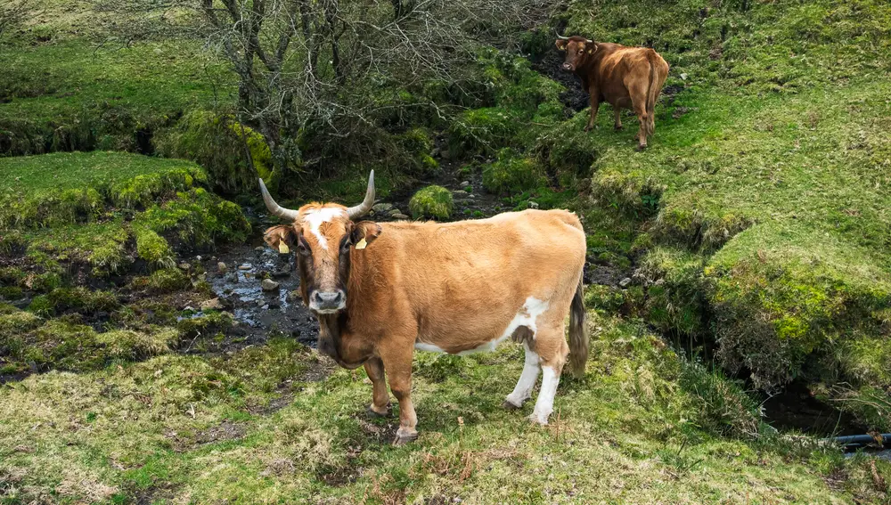 Vacas en la Serra do Suído