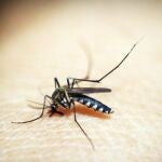 La Consejería de Sanidad refuerza la prevención frente a mosquitos y garrapatas en varios municipios de Guadalajara
