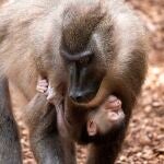 Nace en el Bioparc de Valencia uno de los primates más desconocidos y en mayor peligro de extinción de África