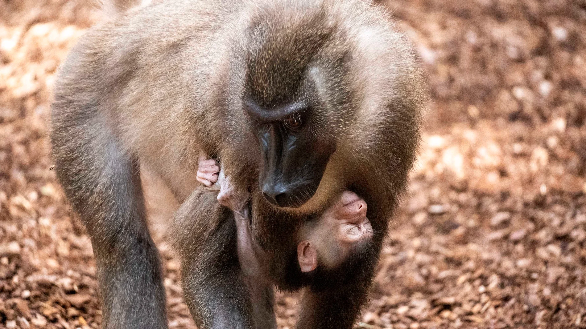 Nace en el Bioparc de Valencia uno de los primates más desconocidos y en mayor peligro de extinción de África