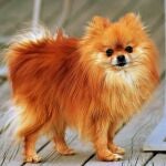 Esta raza de perro pequeño es muy juguetona y perfecta para familias