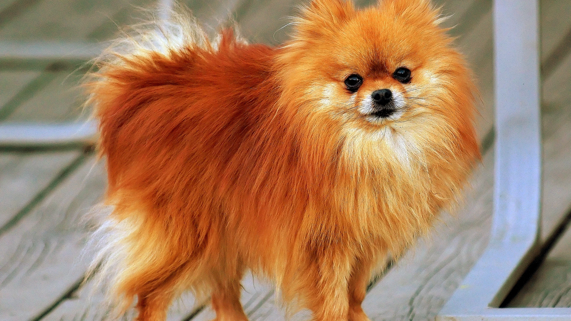 Esta raza de perro pequeño es muy juguetona y perfecta para familias
