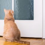 Dejar al gato en casa durante las vacaciones: cuánto tiempo y cómo garantizar su seguridad