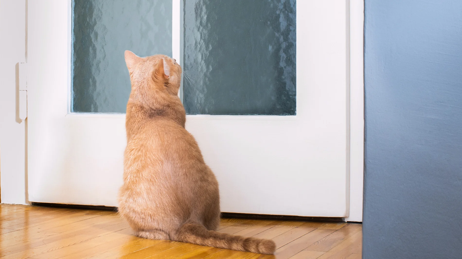 Dejar al gato en casa durante las vacaciones: cuánto tiempo y cómo garantizar su seguridad