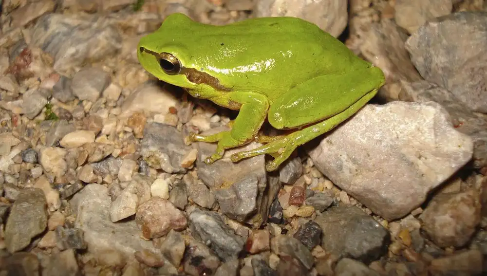 La rana meridional de Igeldo
