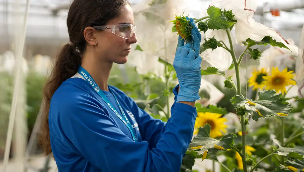 Invernadero de girasol del centro de investigación de Corteva en Sevilla