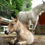 Este extraño caballo fue rechazado por su madre, pero una yegua le adoptó y cambió su vida
