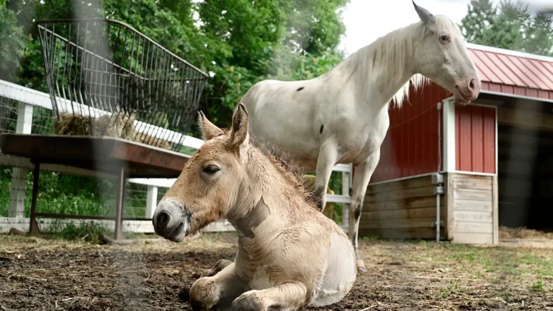 Este extraño caballo fue rechazado por su madre, pero una yegua le adoptó y cambió su vida