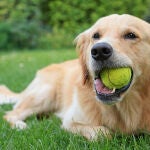Un veterinario advierte del grave riesgo que supone dejar jugar a tu perro con una pelota de tenis