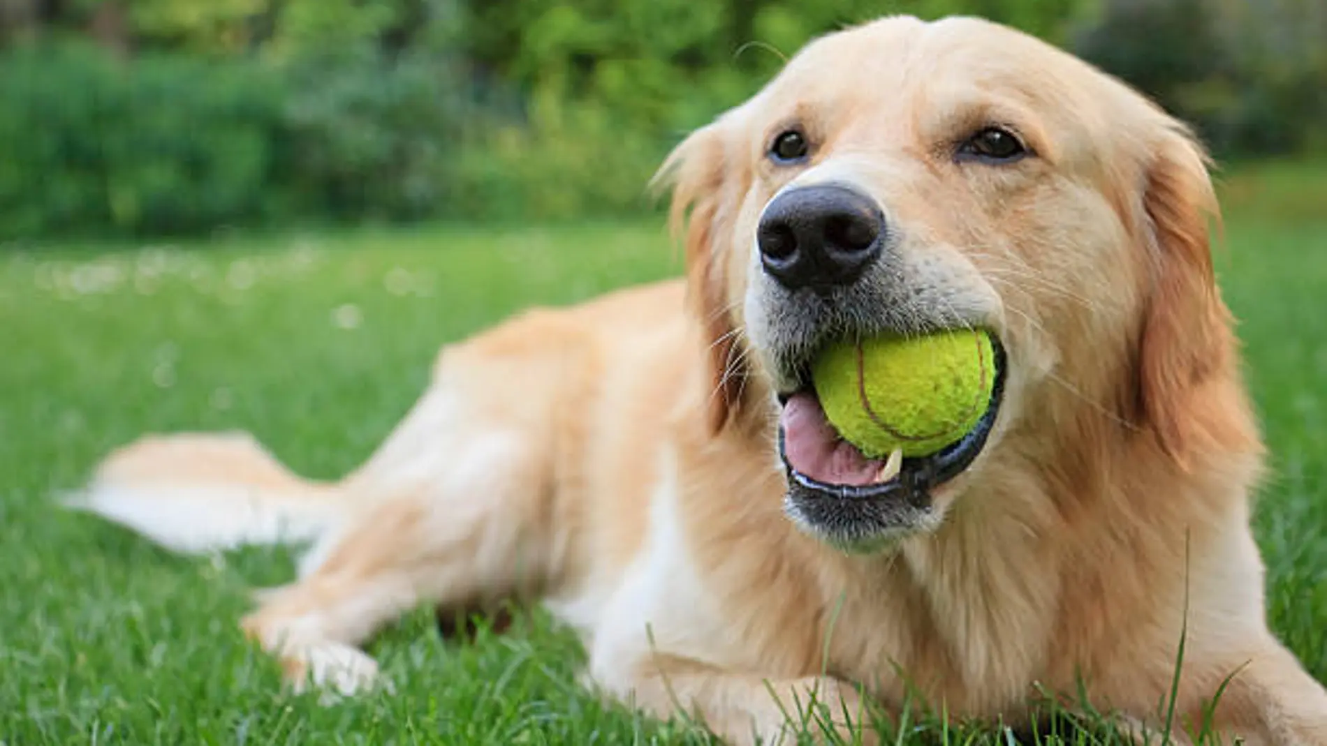 Un veterinario advierte del grave riesgo que supone dejar jugar a tu perro con una pelota de tenis