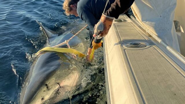 Un tiburón blanco de gran tamaño se acerca a una popular zona turística: las autoridades piden precaución