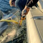 Un tiburón blanco de gran tamaño se acerca a una popular zona turística: las autoridades piden precaución