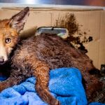El pequeño zorro que vivió una historia trágica con final feliz: de empapado en betún y moribundo a sano y juguetón