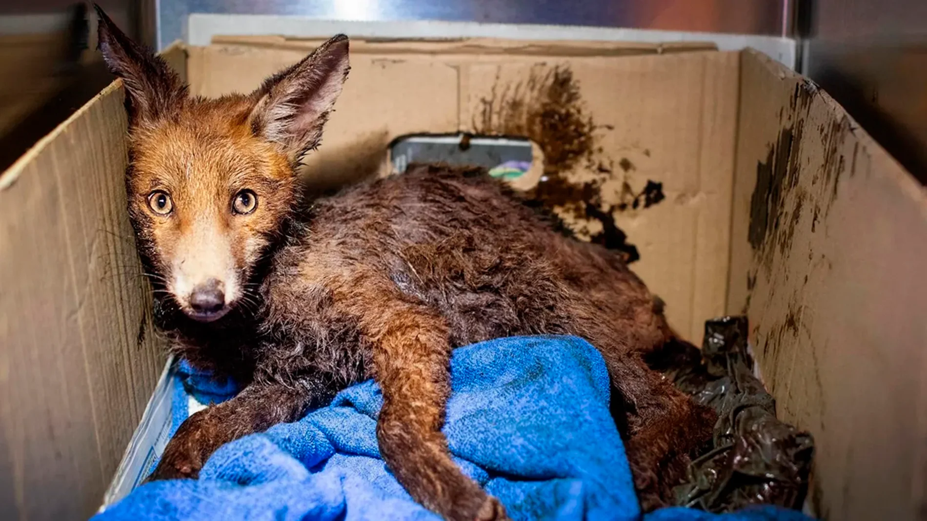 El pequeño zorro que vivió una historia trágica con final feliz: de empapado en betún y moribundo a sano y juguetón