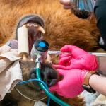 Este oso tenía una dentadura terrible: los dentistas humanos le han buscado solución
