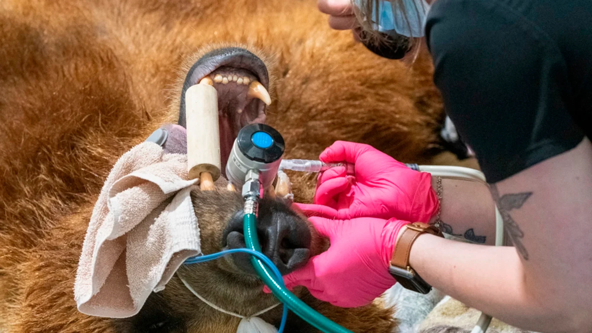 Este oso tenía una dentadura terrible: los dentistas humanos le han buscado solución