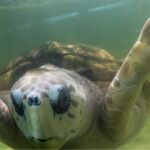 Liberado después de cuarenta años gracias a las firmas de 60.000 personas y tres abogados: la tortuga Jorge ha regresado al océano.