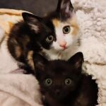 MADRID.-Getafe.- El Ayuntamiento hace un llamamiento para evitar el abandono de animales en verano y recuerda que es un delito