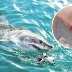 La región española que tiene más tiburones en sus playas: "Hay que bañarse con cuidado"