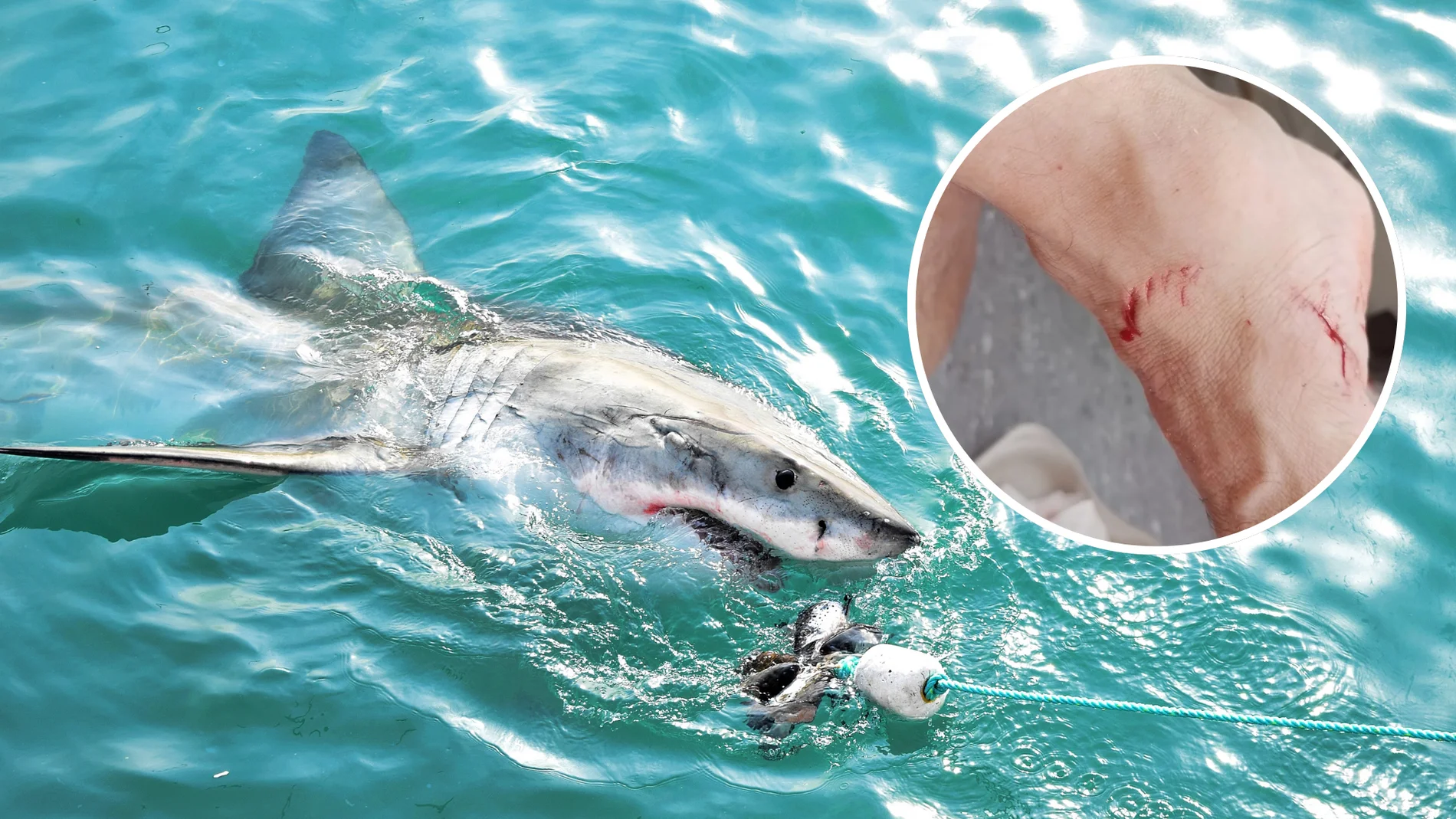 La región española que tiene más tiburones en sus playas: "Hay que bañarse con cuidado"