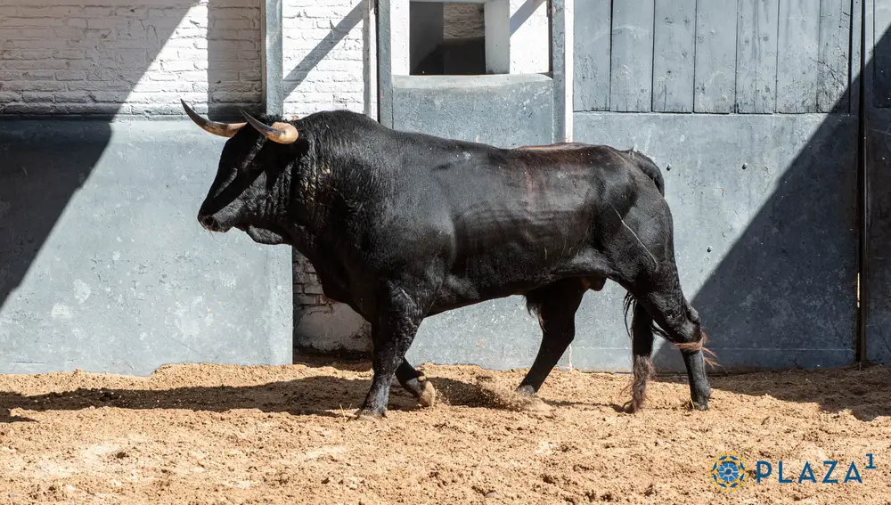 "Ricardito", nº 22