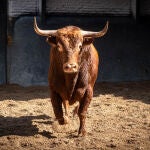 Estos son los imponentes novillos de "Casa de los Toreros" para una gran noche en Las Ventas