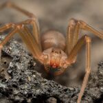 ¿Tienes este tipo de telarañas en tu casa? Si es así podrías tener la araña violinista muy cerca