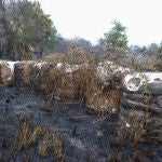 Estabilizado el incendio que ha afectado a 70 hectáreas en Lalín (Pontevedra)