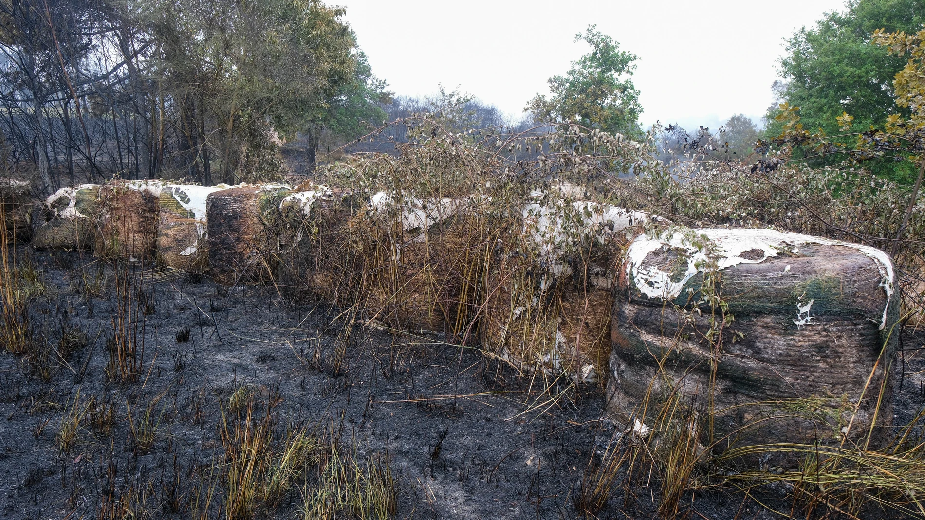 Terreno quemado, tras estabilizar el incendio, a 17 de julio de 2025, en Lalín, Pontevedra, Galicia (España). El incendio registrado a las 13.07 horas de la tarde de ayer, 16 de julio, en la parroquia de Maceira,, fue estabilizado a las 19.44 horas y la superficie afectada asciende a las 70 hectáreas. De ello ha informado la Consellería do Medio Rural, que explica que, para su extinción, se movilizaron tres técnicos, nueve agentes, 15 brigadas, 14 motobombas, cuatro palas, siete helicópteros ...