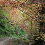 Rural.- El Principado licita por 87.000 euros la repoblación forestal de dos montes en Pravia