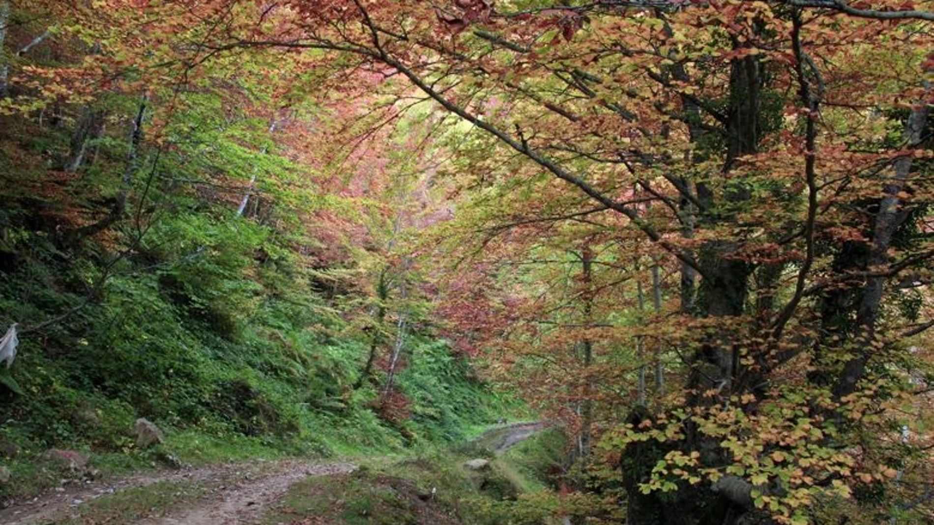 Bosque asturiano REMITIDA / HANDOUT por GOBIERNO DE ASTURIAS Fotografía remitida a medios de comunicación exclusivamente para ilustrar la noticia a la que hace referencia la imagen, y citando la procedencia de la imagen en la firma 17/07/2025